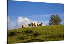 Sheep Near Athenry,County Galway, Ireland-null-Stretched Canvas