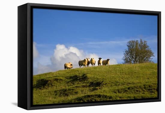 Sheep Near Athenry,County Galway, Ireland-null-Framed Stretched Canvas