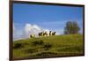 Sheep Near Athenry,County Galway, Ireland-null-Framed Photographic Print