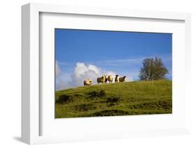 Sheep Near Athenry,County Galway, Ireland-null-Framed Photographic Print