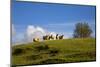 Sheep Near Athenry,County Galway, Ireland-null-Mounted Photographic Print