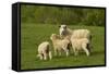 Sheep, Near Balclutha, South Otago, South Island, New Zealand-David Wall-Framed Stretched Canvas