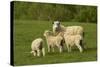 Sheep, Near Balclutha, South Otago, South Island, New Zealand-David Wall-Stretched Canvas