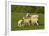Sheep, Near Balclutha, South Otago, South Island, New Zealand-David Wall-Framed Photographic Print