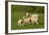 Sheep, Near Balclutha, South Otago, South Island, New Zealand-David Wall-Framed Photographic Print