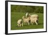 Sheep, Near Balclutha, South Otago, South Island, New Zealand-David Wall-Framed Photographic Print