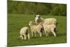 Sheep, Near Balclutha, South Otago, South Island, New Zealand-David Wall-Mounted Photographic Print