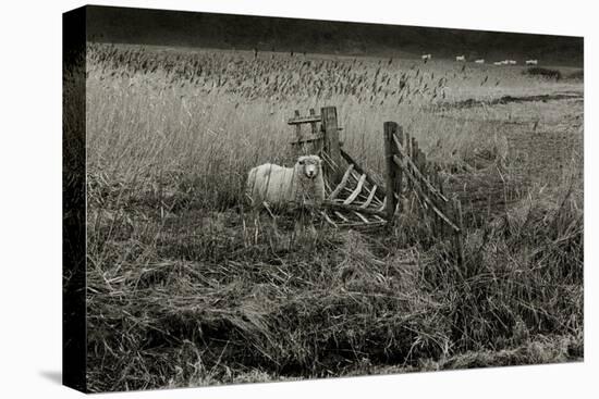 Sheep Near Broken Gate in Field-Fay Godwin-Stretched Canvas