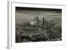 Sheep Near Broken Gate in Field-Fay Godwin-Framed Giclee Print