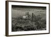 Sheep Near Broken Gate in Field-Fay Godwin-Framed Giclee Print