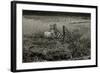 Sheep Near Broken Gate in Field-Fay Godwin-Framed Giclee Print