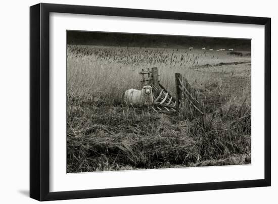 Sheep Near Broken Gate in Field-Fay Godwin-Framed Giclee Print