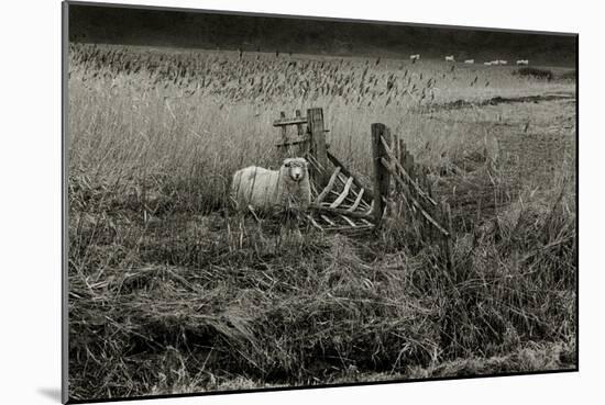 Sheep Near Broken Gate in Field-Fay Godwin-Mounted Giclee Print