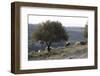 Sheep near Knossos with Olive tree in April at dusk, Crete, c20th century-CM Dixon-Framed Photographic Print