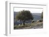 Sheep near Knossos with Olive tree in April at dusk, Crete, c20th century-CM Dixon-Framed Photographic Print
