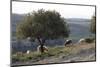 Sheep near Knossos with Olive tree in April at dusk, Crete, c20th century-CM Dixon-Mounted Photographic Print