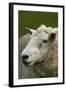 Sheep Near Wakefield, Near Nelson, South Island, New Zealand-David Wall-Framed Photographic Print