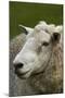 Sheep Near Wakefield, Near Nelson, South Island, New Zealand-David Wall-Mounted Photographic Print