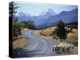 Sheep Nr. Mt. Cook, New Zealand-Peter Adams-Stretched Canvas