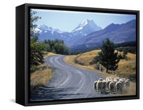 Sheep Nr. Mt. Cook, New Zealand-Peter Adams-Framed Stretched Canvas