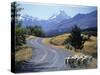 Sheep Nr. Mt. Cook, New Zealand-Peter Adams-Stretched Canvas