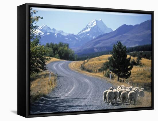 Sheep Nr. Mt. Cook, New Zealand-Peter Adams-Framed Stretched Canvas