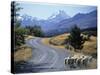 Sheep Nr. Mt. Cook, New Zealand-Peter Adams-Stretched Canvas