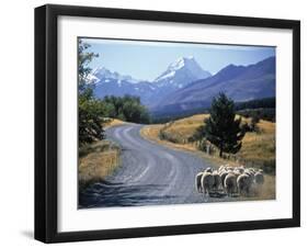 Sheep Nr. Mt. Cook, New Zealand-Peter Adams-Framed Photographic Print