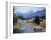 Sheep Nr. Mt. Cook, New Zealand-Peter Adams-Framed Photographic Print