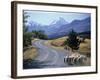 Sheep Nr. Mt. Cook, New Zealand-Peter Adams-Framed Photographic Print