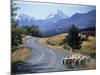 Sheep Nr. Mt. Cook, New Zealand-Peter Adams-Mounted Photographic Print