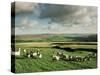 Sheep on Abney Moor on an Autumn Morning, Peak District National Park, Derbyshire, England-David Hughes-Stretched Canvas