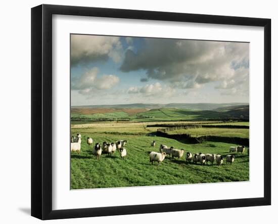 Sheep on Abney Moor on an Autumn Morning, Peak District National Park, Derbyshire, England-David Hughes-Framed Photographic Print