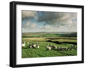 Sheep on Abney Moor on an Autumn Morning, Peak District National Park, Derbyshire, England-David Hughes-Framed Photographic Print