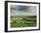 Sheep on Abney Moor on an Autumn Morning, Peak District National Park, Derbyshire, England-David Hughes-Framed Photographic Print