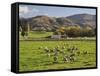 Sheep on Farmland, Near Tarras, Otago, South Island, New Zealand, Pacific-Jochen Schlenker-Framed Stretched Canvas