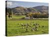 Sheep on Farmland, Near Tarras, Otago, South Island, New Zealand, Pacific-Jochen Schlenker-Stretched Canvas