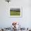 Sheep on Farmland, Near Tarras, Otago, South Island, New Zealand, Pacific-Jochen Schlenker-Framed Photographic Print displayed on a wall