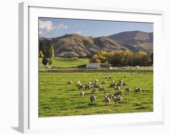 Sheep on Farmland, Near Tarras, Otago, South Island, New Zealand, Pacific-Jochen Schlenker-Framed Photographic Print