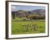 Sheep on Farmland, Near Tarras, Otago, South Island, New Zealand, Pacific-Jochen Schlenker-Framed Photographic Print