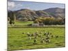 Sheep on Farmland, Near Tarras, Otago, South Island, New Zealand, Pacific-Jochen Schlenker-Mounted Photographic Print