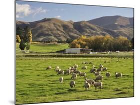Sheep on Farmland, Near Tarras, Otago, South Island, New Zealand, Pacific-Jochen Schlenker-Mounted Photographic Print