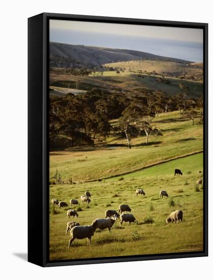 Sheep on Pastureland Near Cape Jervis, Fleurieu Peninsula, South Australia, Australia-Robert Francis-Framed Stretched Canvas