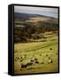 Sheep on Pastureland Near Cape Jervis, Fleurieu Peninsula, South Australia, Australia-Robert Francis-Framed Stretched Canvas