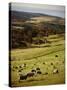 Sheep on Pastureland Near Cape Jervis, Fleurieu Peninsula, South Australia, Australia-Robert Francis-Stretched Canvas