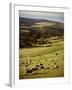 Sheep on Pastureland Near Cape Jervis, Fleurieu Peninsula, South Australia, Australia-Robert Francis-Framed Photographic Print