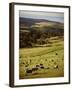 Sheep on Pastureland Near Cape Jervis, Fleurieu Peninsula, South Australia, Australia-Robert Francis-Framed Photographic Print