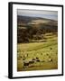 Sheep on Pastureland Near Cape Jervis, Fleurieu Peninsula, South Australia, Australia-Robert Francis-Framed Photographic Print