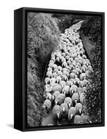 Sheep on Path, Elevated View (B&W)-Hulton Archive-Framed Stretched Canvas