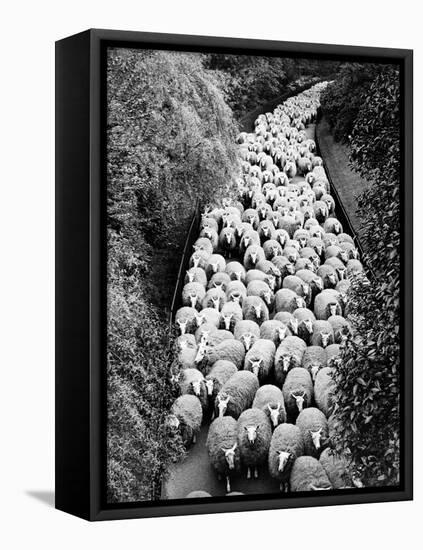 Sheep on Path, Elevated View (B&W)-Hulton Archive-Framed Stretched Canvas